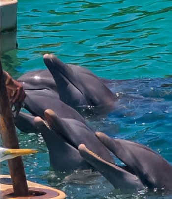 places to swim with dolphins in puerto seco