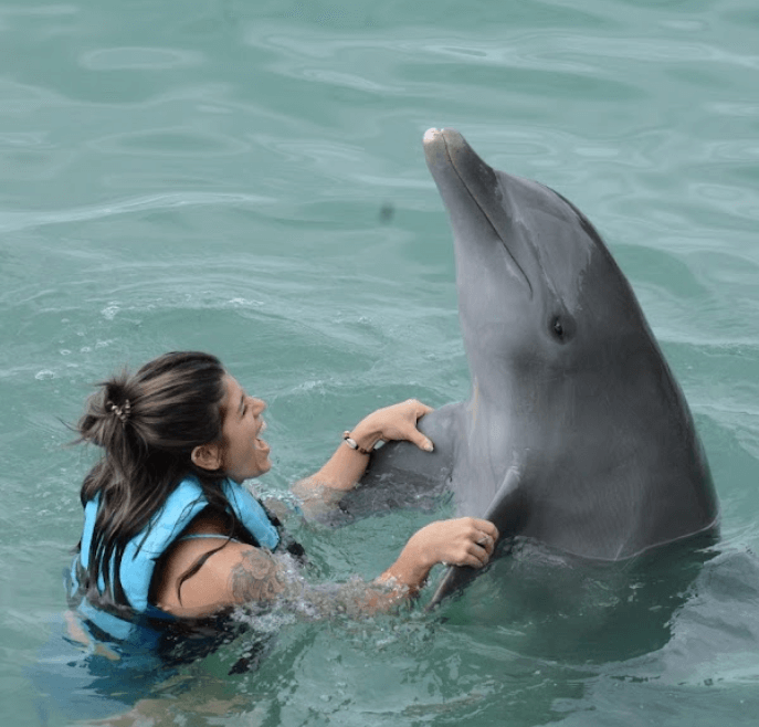 swim with dolphins in montego bay