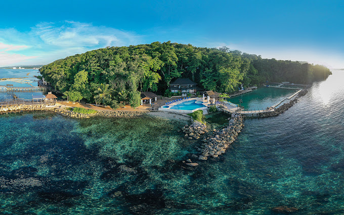 dolphin cove in jamaica